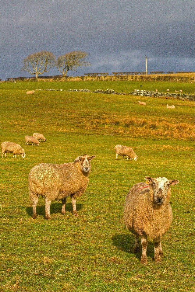 30.jpg - Anglesey è un’isola molto ben frequentata