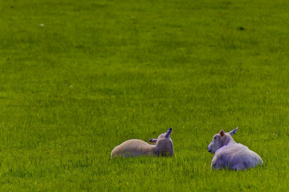 29.jpg - ...anche le pecore contemplano rilassate...