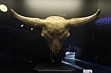Estinzioni_05