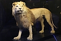 Estinzioni_07