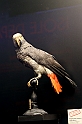 Estinzioni_19