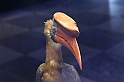 Estinzioni_28