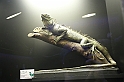 Estinzioni_30
