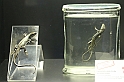 Estinzioni_35