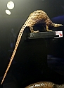 Estinzioni_46