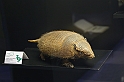 Estinzioni_49