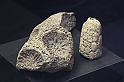 Estinzioni_57