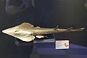 Estinzioni_59