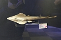 Estinzioni_60