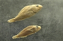 Estinzioni_64