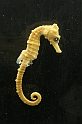Estinzioni_66