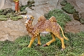 Presepi_071