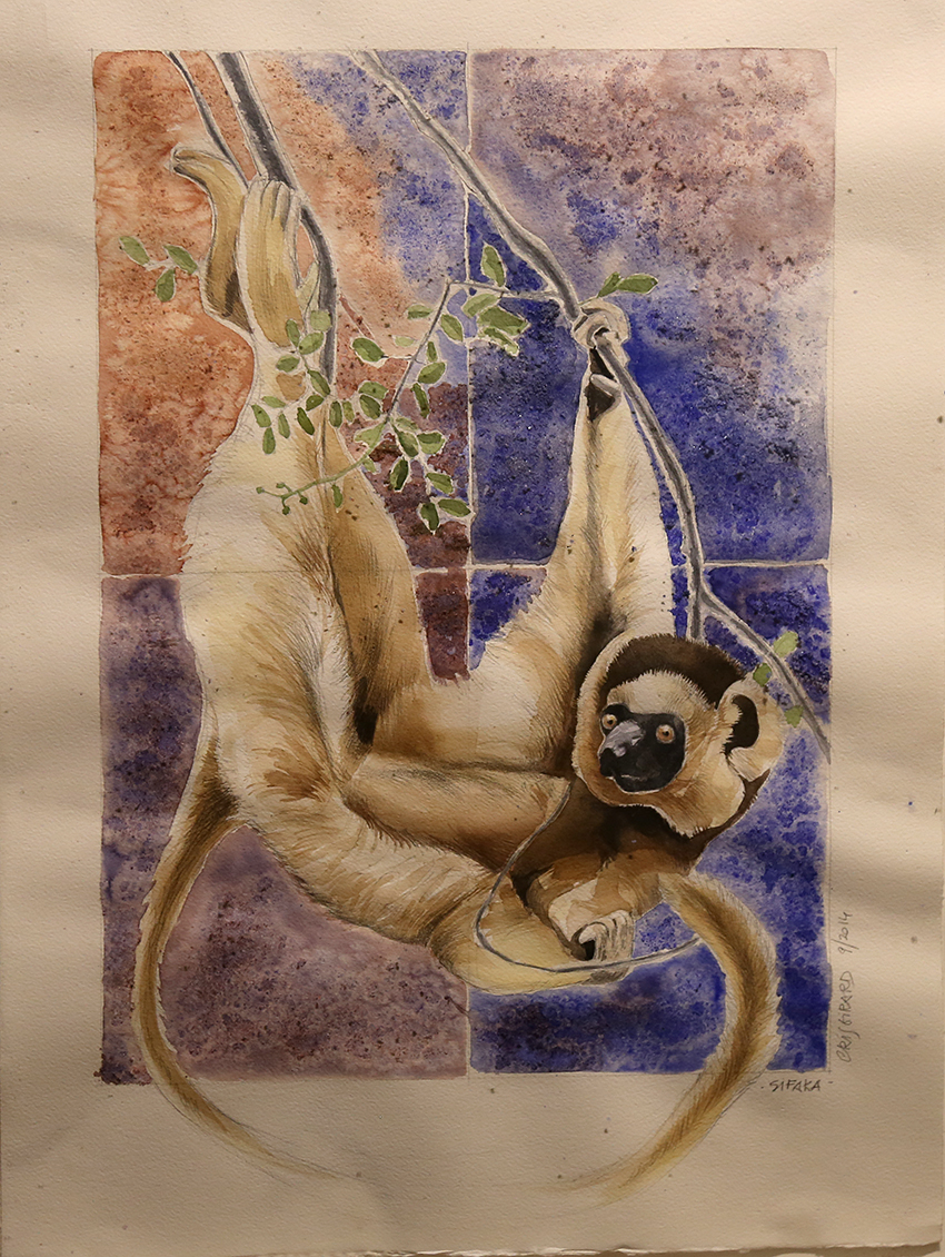 VBS_5612.JPG - Cristina Girard  Sifaka  2014 acquarello con sale su carta collezione privata