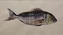 VBS_5631