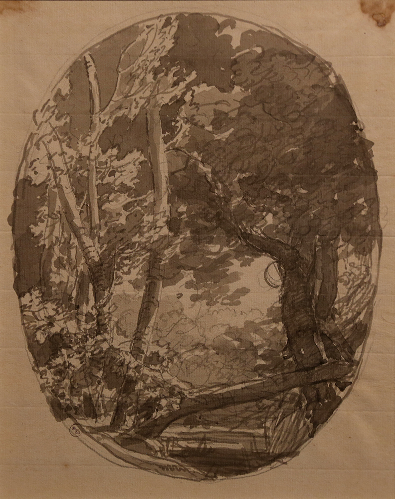 VBS_5902.jpg - Giuseppe Pietro Bagetti  Studio di piante 1820-1830 