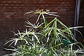 VBS_9917