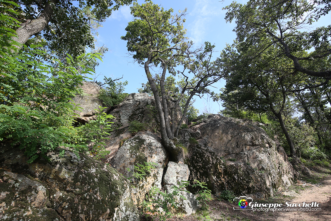 VBS_7313.JPG - Sacro Monte di Belmonte Alberi abbarbicati sulla roccia