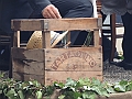 SfilataSagre_049