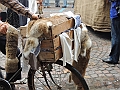 SfilataSagre_337