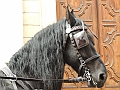 SfilataSagre_365