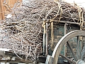 SfilataSagre_423