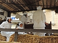 SfilataSagre_449