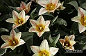 MesserTulipano_011