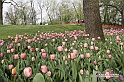 MesserTulipano_012