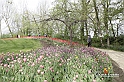 MesserTulipano_013