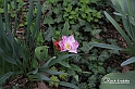 MesserTulipano_185