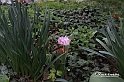 MesserTulipano_186