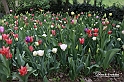 MesserTulipano_188