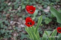 MesserTulipano_189