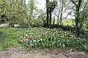 MesserTulipano_190