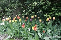 MesserTulipano_191