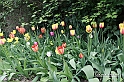 MesserTulipano_192