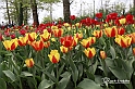 MesserTulipano_193