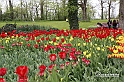 MesserTulipano_194