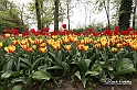 MesserTulipano_195