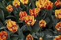 MesserTulipano_196