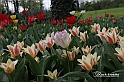 MesserTulipano_197