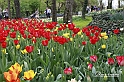 MesserTulipano_198