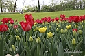 MesserTulipano_199
