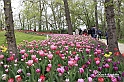 MesserTulipano_201