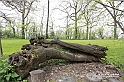MesserTulipano_202