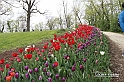 MesserTulipano_203