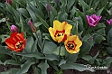 MesserTulipano_204