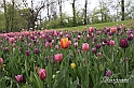 MesserTulipano_206