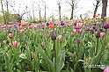 MesserTulipano_207