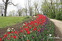MesserTulipano_209